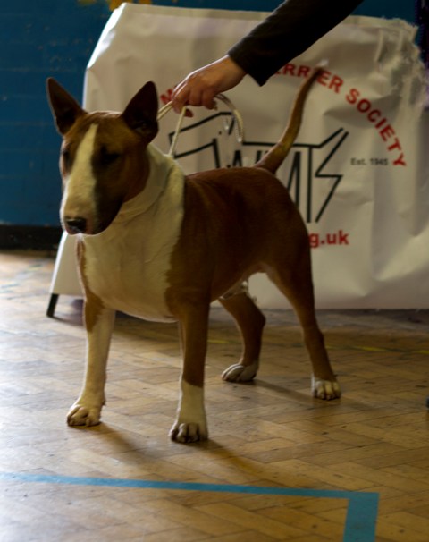 English bull best sale terrier shows 2019